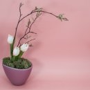 스텔라의원 이미지