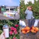 보람농장 | 제주도 감귤따기 체험 추천 서귀포 감귤체험농장 마노르블랑 동백꽃