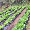 토지농장 이미지