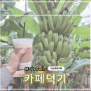 덕기농장 | 바나나 농장을 품은 익산 대형 카페 '카페덕기'