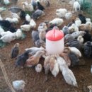 순풍농장 이미지