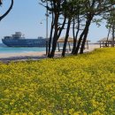 장사해수욕장(솔밭) 이미지