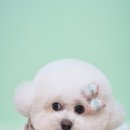 로로앤독 이미지