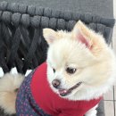 위드멍 | 🐶 멍앤위드 강아지 사계절 올인원 실내복/산책복 후기