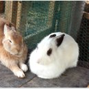 신촌농장 이미지