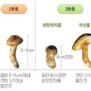 자연산 송이버섯 송이버섯 중국산 송이 구별 이미지