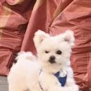 (주)더스포 밀양지점 | 밀양 강아지 산책하기 좋은 곳! 밀양아리랑오토캠핑장 저녁 산책