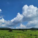 제주 와일드 이미지