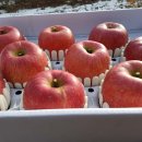 청산농원 | 6시내고향 괴산사과 주문처 정보 알아보기(청산에 살리라)