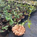 영하목장 이미지