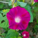 소리나팔꽃 이미지