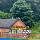 콩밭매는댕댕이