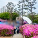 산본로431번길 21 일원 | 군포 철쭉축제 4/28 방문 / 철쭉개화시기, 주차장, 먹거리 정보, 가볼만한곳