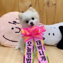 멍상궁 네이버블로그