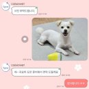 나만의 특별한 쿠션을 가지고 싶다면 씨젬잡화점 주문제작 포토쿠션 추천