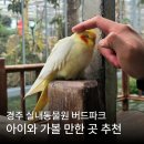 앵무새 | 경주 버드파크 카피바라 앵무새 먹이주기체험 후기