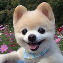 강아지랑 이미지