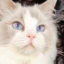 엘름트리 캐터리 이미지