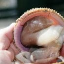 간월도펜션.수산 이미지