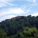 비양도의 비양나무자생지 이미지