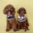 퍼피루미 이미지