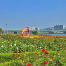 형산강 장미원 이미지