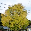 쓰시마 여행 - 8. 만제키바시 万関橋, 엔쓰지 円通寺, 긴의 장수은행나무 琴の大銀杏