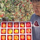 참좋은몰 이미지