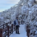 필드로님, 발왕산과 천년 주목나무 숲길 24/1/8 이미지