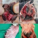 도림하나동물병원 네이버블로그