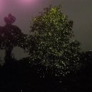 두손모아 반딧불이 이미지