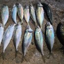 태원 유람선선착장 입구 | 부산 숨은 바다낚시 명소 태종대 태원선착장 전갱이 포인트 탐사