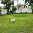 댕댕놀이터 아라점 이미지