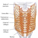 불안정한 허리를 경첩관절(hinge joint)처럼 쓰는 방법. Hip hinge - 그림 추가 이미지