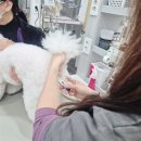 진접동물병원 | 진접 강아지 건강검진 노견 쓸개골, 복명음 검사잘하는곳 공감365동물의료센터