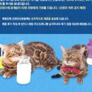 오션 캣 이미지