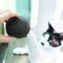 예나침구방 | 고양이 털갈이 시기 없으면 안 되는 털 제거 용품 4가지