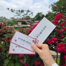 논산 가볼만한곳 선샤인랜드 스튜디오 장미 명소