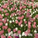 평촌미관광장 | 평촌중앙공원 튤립 개화 안양 아기랑 산책