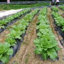 만기2농장 | 천안 도시농부학교 25주 차 후기, 무 솎기, 무 북돋우기, 배추 가꾸기, 주말농장, 도시농부, 텃밭 가꾸기