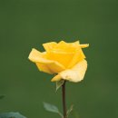 장미공원A 이미지