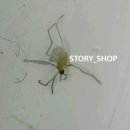 스토리샵 이미지