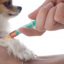 매일멍냥8 이미지