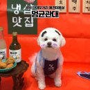 해오름유치원 | 성남 단대오거리 애견미용ㅣ강아지 유치원・호텔・미용・재활 소형견 케어 센터 "멍균관대" 미용 후기