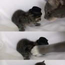 고양이 모자 이미지