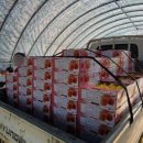 치상농장 이미지