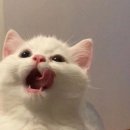 한우화로구이랑 이미지