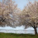 남대천제방길 이미지