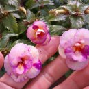 트로피칼 이미지