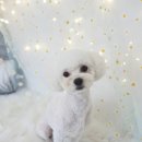 솔펫살롱 이미지